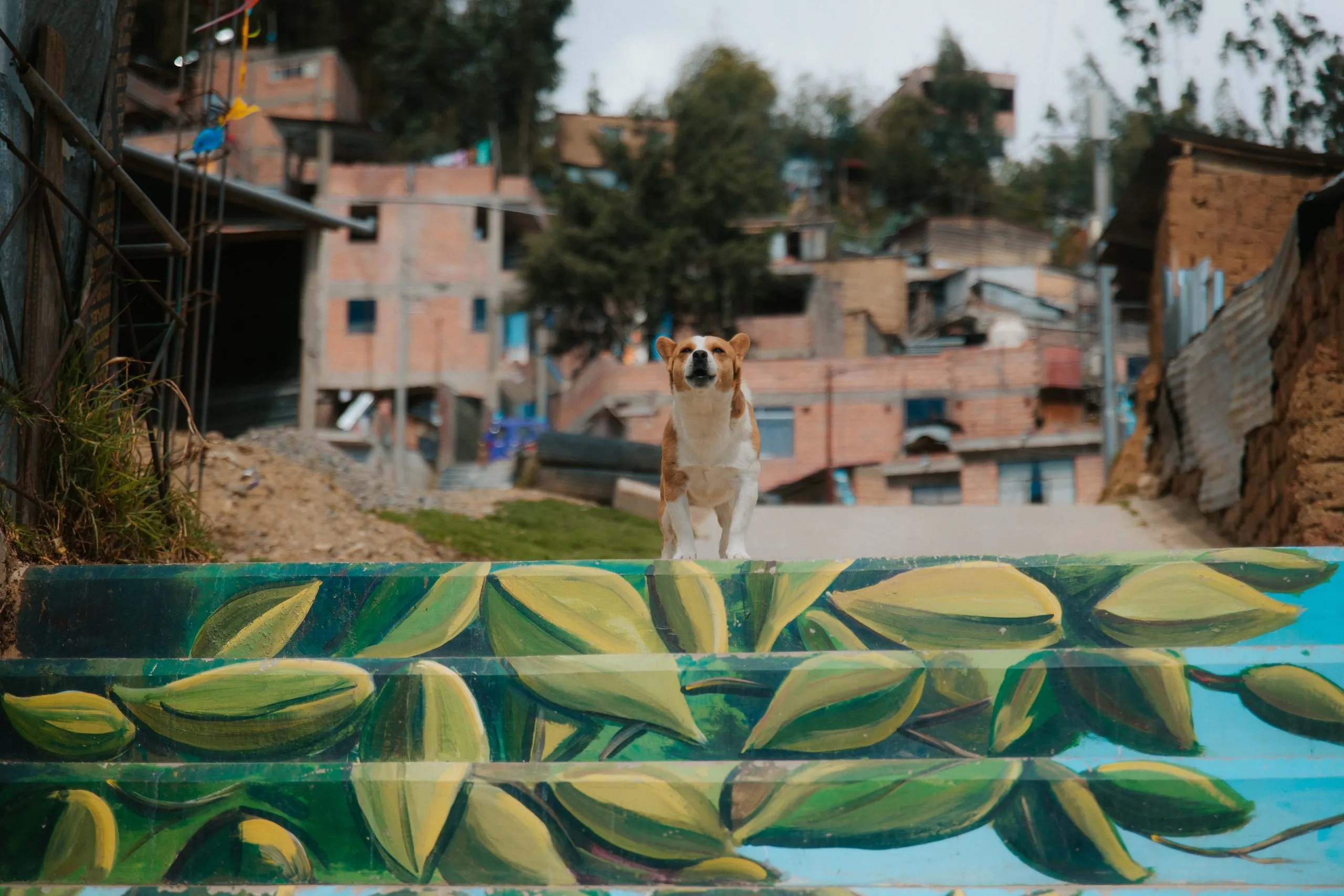 Perro sobre el mural de hojas en las escalinatas de Shancayán